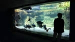kevin-aquarium